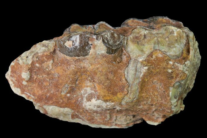 Fossil Horse (Mesohippus) Jaw Section - South Dakota #140893